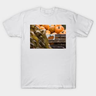 pumpkins for sale T-Shirt